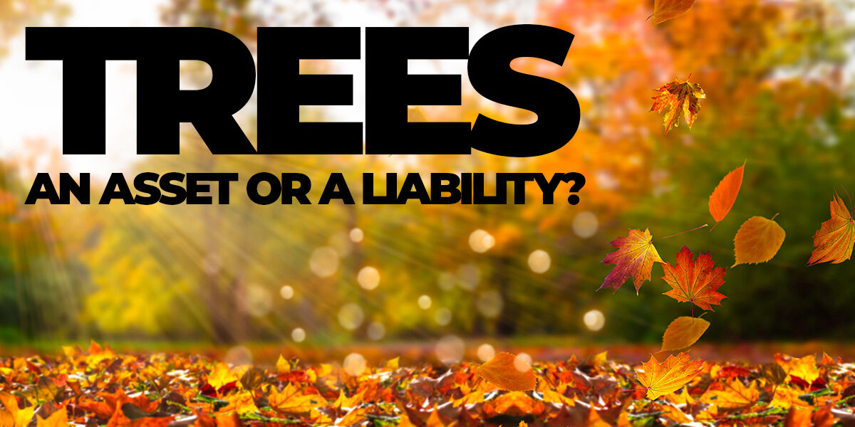 Home- Are Trees On Your Property an Asset or a Liability_